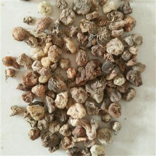 山慈菇 毛慈菇 冰球子 山慈姑 0.8筛子选个 无硫磺 产地 云南省