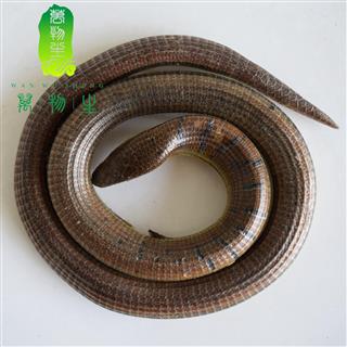 脆蛇统盘 脆蛇盘统货 云南脆蛇