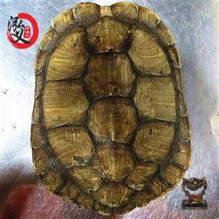龟甲 水龟甲 产地 山东省 中药材批发 品种齐全