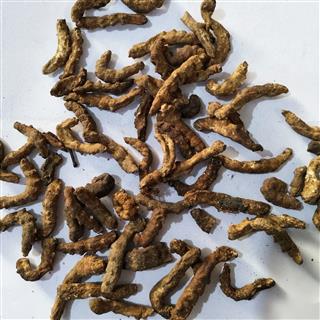 僵蚕 正品麸炒僵蚕,保证质量 产地 广西壮族自治区