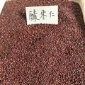 正品 酸枣仁 2024 好统货 产地 河北省秦皇岛市抚宁县
