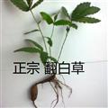 野生新鲜翻白草 带根叶全草  产地 湖北省