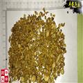 槲寄生  东北寄生 冬青 寄生子 北寄生