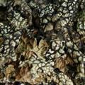 京辉药业 老龙皮 石龙皮 网肺衣 石龙衣 正品