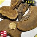 桑黄 桑臣 树鸡 胡孙眼 桑黄菰 桑黄菇 针层孔菌 梅树菌