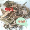 岩白菜 岩壁菜 石白菜 岩七 红岩七 正品  库存500可售
