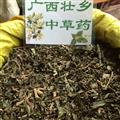 广西壮乡中草药 野生 泽兰 水泽兰 产地 广西柳州