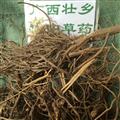 广西壮乡中草药 野生 全根 六月雪 产地 广西柳州