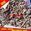 元胡索 汉中统片（0.2筛） 产地 陕西省