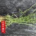百蕊草 百蕊草统货 产地 河南省南阳市