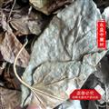 霜桑叶 冬桑叶选货 产地 河南省南阳市市辖区