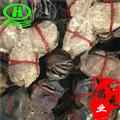 世元药业 广陈皮 多年老陈皮 捆扎 大红柑皮 橘皮 桔子皮