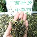 广西壮乡中草药 野生 龙葵 产地 广西柳州