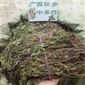 广西壮乡中草药 野生 正宗 选货 瓜子金 小叶金不换 小远志 产地 广西