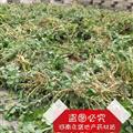   猫眼睛草 泽漆  产地 河南省南阳市