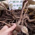 广西壮乡中草药 野生 正品 全根 白走马胎 白走马风 产地 广西柳州