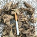 白芨 白芨大统个 产地 湖北省 500g/袋