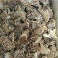 诺源药材行中药材正品刺猬皮  刺猬骨 刺猬针 规格齐全