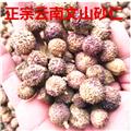砂仁 阳春壳砂仁炕干选货 产地 云南省