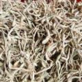 金银花 金银花白花统货 褪色 产地 河北省 抓方用