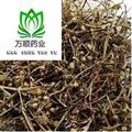 正品白花蛇舌草净货选货 质量好 价格低 产地直销 产地 江西省