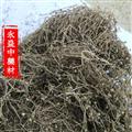 白花蛇舌草 白花蛇舌草家种选货 产地 河南省南阳市