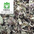 精品家种蒲公英灰绿色统货 质量好 价格低  产地 山东省