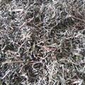 透骨草 正品珍珠透骨草   产地 黑龙江省 质量保证量大从优