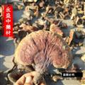 木灵芝 野生统货假一赔十 产地 河南省南阳市市辖区