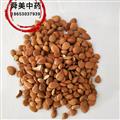 杏仁 苦杏仁统货 带皮杏仁 产地 山东省