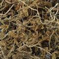 垂盆草 精品垂盆草统段 过筛无杂质 产地 安徽省