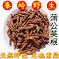 秦岭野生蒲公英根 新货精选