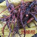 地榆根，野生新鲜地榆根
