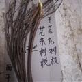 芫花枝芫条芫花树枝条野生晒干头痛花树枝