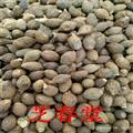 花草茶批发 胖大海茶养生茶 精选胖大海 厂家直供量大从优