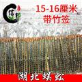 蜈蚣15-16厘米不接拼条湖北货带竹签湖北蜈蚣薄利多销合作共赢量大从优专注品质,诚信信邦!