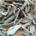 诺源药材行中药材紫茉莉根 粉果根 入地老鼠 钻地老鼠