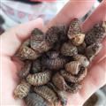 新辉药业蛴螬 粪虫 地蚕 正品