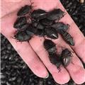 新辉药业正品九香虫 黑兜虫 产地贵州