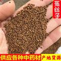 正品内蒙菟丝子 菟丝子水洗选货 黑粒少 假一赔十 含量高 产地 内蒙古自治区