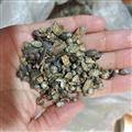 京辉药业 鼠妇虫 潮虫 地虱 实物拍摄