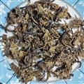 全蝎 新到进口全蝎全虫纯干货无盐货整装无碎 产地 海外