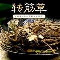 转筋草又名：长青草 雪山苓、捆仙绳、富贵草、转筋草产地湖背省野生冷备药材