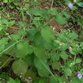 野生全草切断狗仔花 咸虾花 狗崽花无硫干品