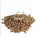 【大粒带壳火麻仁】【润泽中药】中药材批发供应 规格齐全 量大从优