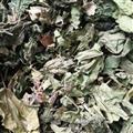 【霜桑叶】【润泽中药】中药材批发供应 规格齐全 量大从优