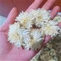 菊花 新货七月菊 产地 安徽省黄山市