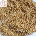 柏子仁 柏子仁精选货 产地 山东省 小刘药业