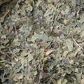 霜桑叶 黄桑叶统货 万信药业 霜打后的桑叶 产地 山东省