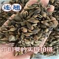 连翘 青翘 水煮连翘(气蒸)净货 颗粒饱满 过筛无籽 味道浓郁 低价冲量